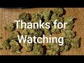 high silver super silver haze review uk medical cannabis