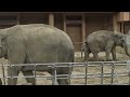 【アジアゾウ】うらら一家のおさんぽ　 東山動植物園