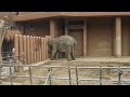 【アジアゾウ】うらら一家のおさんぽ　 東山動植物園