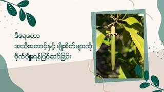 ဒီရေတောအသီးတောင့်နှင့် မျိုးစိတ်များကို ဘယ်လိုစိုက်ပျိုးမလဲ