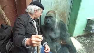 Gorilla Silverback Roututu meets his friend - Raymond Hummy Art - Sehnsucht - Desire