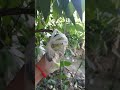 ផ្លែទៀប shortvideo fruit fruitworld top fruitlover fruiting