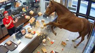 When Wild Animals Act Totally Weird π