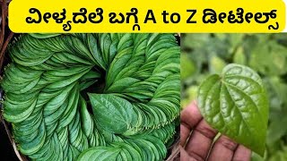 ವೀಳ್ಯದೆಲೆ ಬಗ್ಗೆ ಗೊತ್ತಿಲ್ಲ ಅಂದ್ರೆ ಈ ವಿಡಿಯೋ ನೋಡಿ | A to Z Details About Betel Leaf growing  Kannada