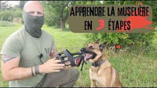 Apprendre la muselière en 3 étapes