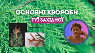 Основні хвороби Туї західної