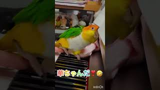 シロハラインコ華ちゃん（お母ちゃんと🎹👩‍🦰お邪魔鳥😈）