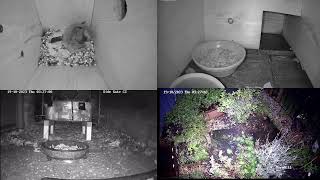 Live hedgehogs 20231018