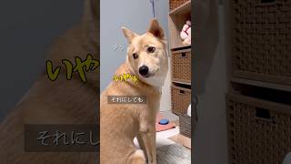 #察して欲しい犬#ご飯よりおやつ#まゆげのある犬#雑種#保護犬と暮らす