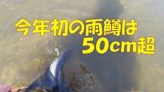 今年初の雨鱒は５０ｃｍ超