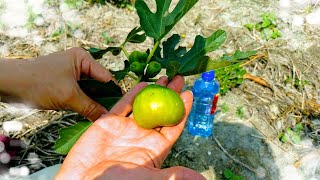 「無花果」品種？不知道！好吃最重要。