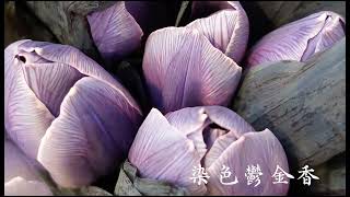 Ivy教你花的事/第9集鬱金香#魔幻之花#荷蘭#台北花市#Ivy歐式花藝教室