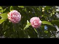 おうちで楽しめる！浜離宮恩賜庭園の花の見所～ナノハナとウメ～