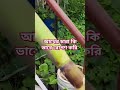 আখের চারা কি ভাবে রোপণ করি। rooftopgarden আখ shorts foryou gardenideas