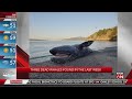 3 dead whales wash ashore in San Francisco in 1 week