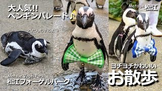 天使‼︎ ペンギンさんのお散歩♪【松江フォーゲルパーク】よちよち可愛いペンギン隊 #ペンギン