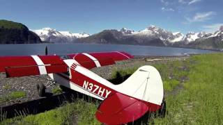 Alaska Husky Flying