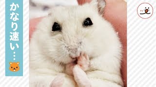 見ていて気持ちが良いくらいに高速で毛づくろいをするハムスター🐁😁【PECO TV】