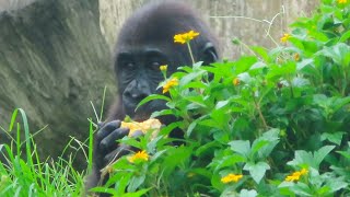 小金剛Ringo吃玉米.胡蘿蔔.洋蔥片Little gorilla Ringo eats corn, carrot, sliced ​​onions