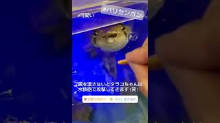 面白動物 ハリセンボンは感情がゆたか Please give me a meal soon #shorts