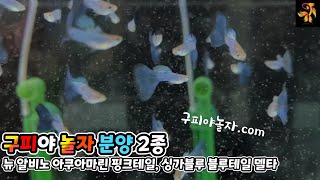 고퀄리티 고정구피 ㅡ 2종 분양및 개체설명 ~^^