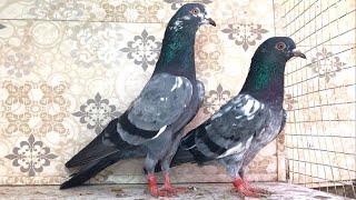 Sebay wala cheena Breeder pair for sale in Lahore Kashif Jutt (0312-4615143)