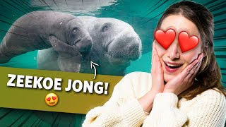 Kijken bij de JONGE ZEEKOE 😍 | Videoranger