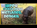 hippo | PAYA INDAH | WETLANDS | DENGKIL