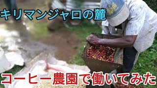 コーヒー農園で働いてみた【Day200　タンザニア🇹🇿モシ】