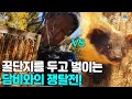 [풀버전] 지리산 벌꾼 아저씨와 최강 포식자 담비와의 한판 승부 I KBS 스페셜 지리산 벌꾼과 담비 160317 방송