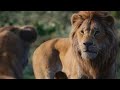 Simba Learns About The Pride Lands Scene | THE LION KING | Movie Scene (2019)