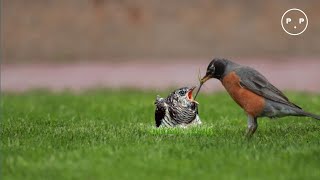 Birds that can't be tricked by the Cuculidae