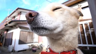 気持ちよさそうない白い犬と元気な猫たち