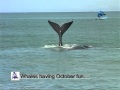 Whale Tails October Fun Whale Tails October Fun