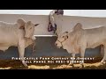 Fibbi Cattle Farm 2021 collection | bakra eid 2021 | cow mandi karachi | smr travel