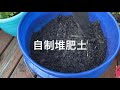 62 【種菜】快速種植空心菜 種菜堆肥兩用桶 how to grow water spinach 扦插種植空心菜