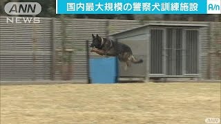 警察犬の教育強化へ　“広さ日本一”訓練所を開設(16/12/16)