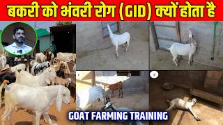 बकरी में भंवरी (Gid)रोग क्यों आता है।।Why does goat get Gid disease?।।