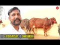 60 हज़ार में 3 गाय ✨ new year offer ✅ 8 sahiwal tharparkar rathi cow 👌 kanhaiya dairy farm talk cow