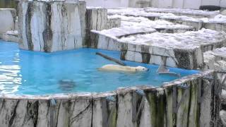 結局ひとりでプールに入ったアイラ~Polar Bear cub is playing in the pool