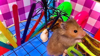 Hamster Obstacle Course, Hamster Go To Running Wheel - DIY Maze Hamster Labyrinth