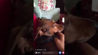 Dachshund goes CRAZY hearing the word “Squirrel”