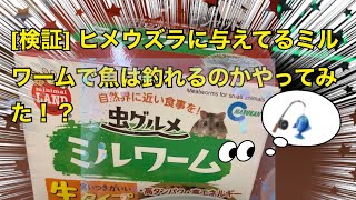 検証 おやつに与えてるミルワームで魚は釣れるのか！？ 釣り ひめうずら研究室