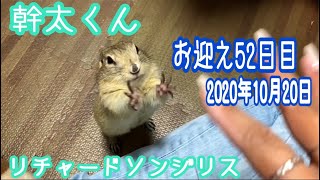 お迎え52日目【リチャードソンジリスの幹太】