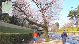 【Virtual Run】皇居ラン🌸桜編　The Imperial Palace with cherry blossoms in Tokyo, Japan 5km