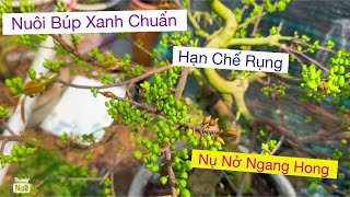 23/12al…nuôi búp xanh chuẩn,,,hạn chế rung búp xanh