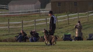 Ebor ot Vitosha AWMA 2016 Obedience