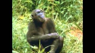 The Chimps of Gombe Part 6