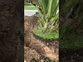 transplanting the worlds biggest palm species corypha aka talipot