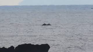 残波岬　2025.1.18  ホエールウォッチング#沖縄#クジラ#残波岬